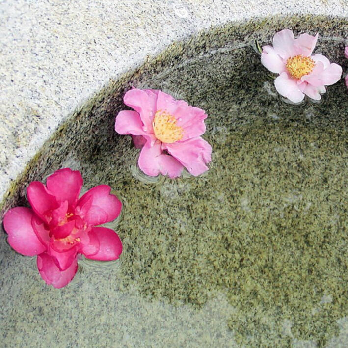 Japanese Water Lillies